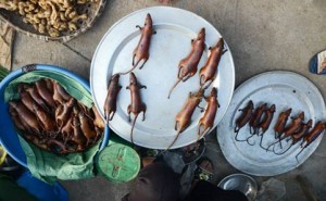 cooked rats