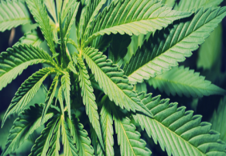 decriminalized marijuana