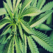 DECRIMINALIZED MARIJUANA: A list of 21 states